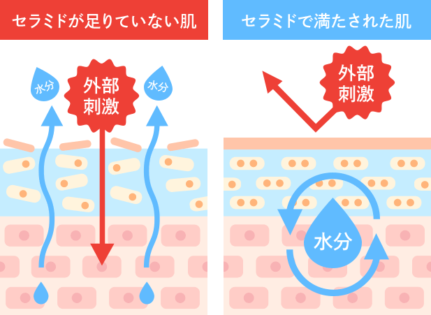 守りの成分 “セラミド”高濃度×高浸透処方 角質層のうるおいを保つ「セラミド」。肌状態や過度な洗顔で洗い流されたりして減少すると肌トラブルの一因に。高濃度配合のセラミドを角層内側まで届けることで肌バリアをサポートし内側までうるおう肌へ