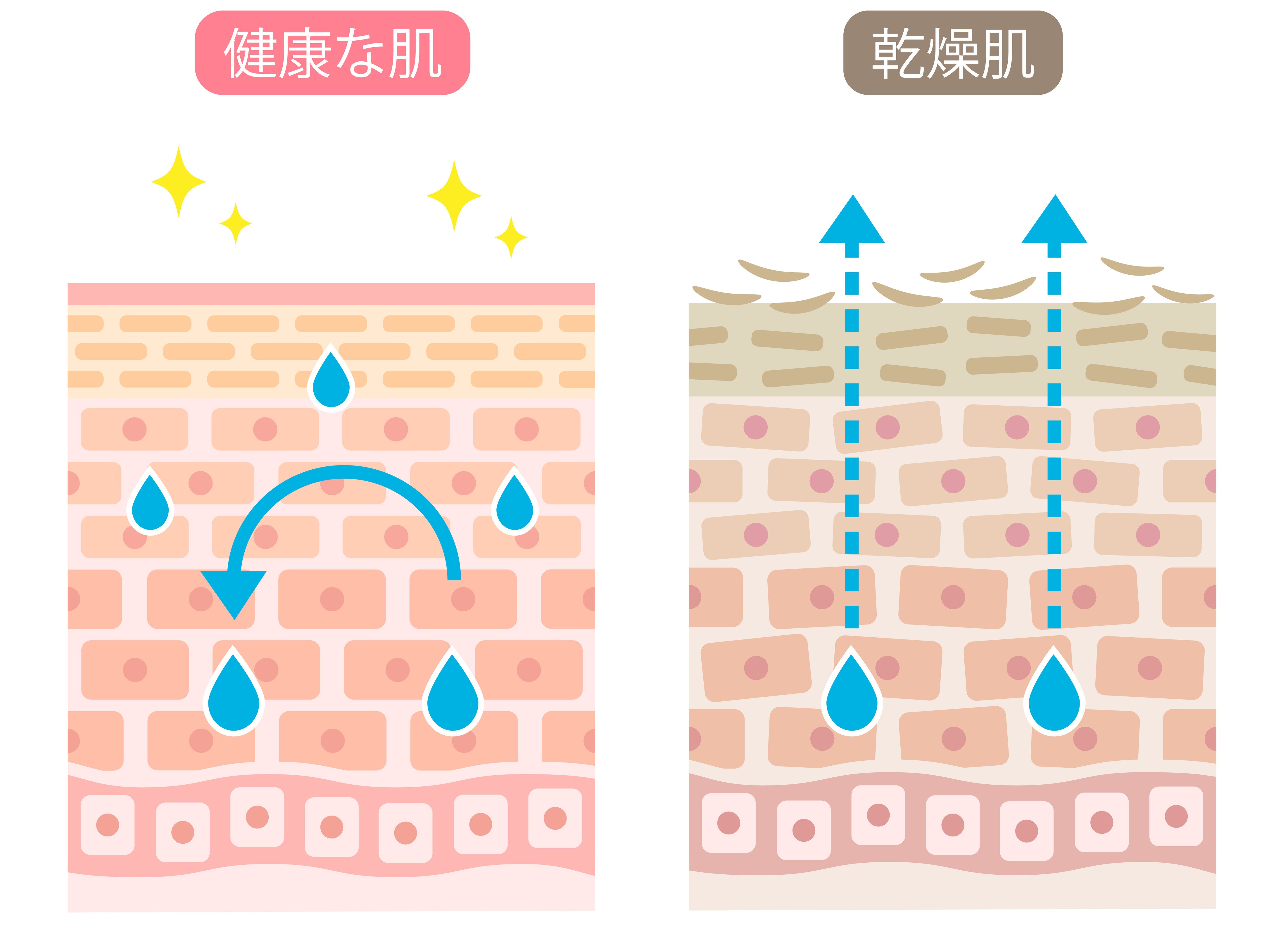 健康な肌　乾燥肌