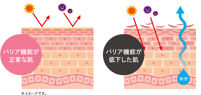 バリア機能が正常な肌と低下した肌のイメージ図