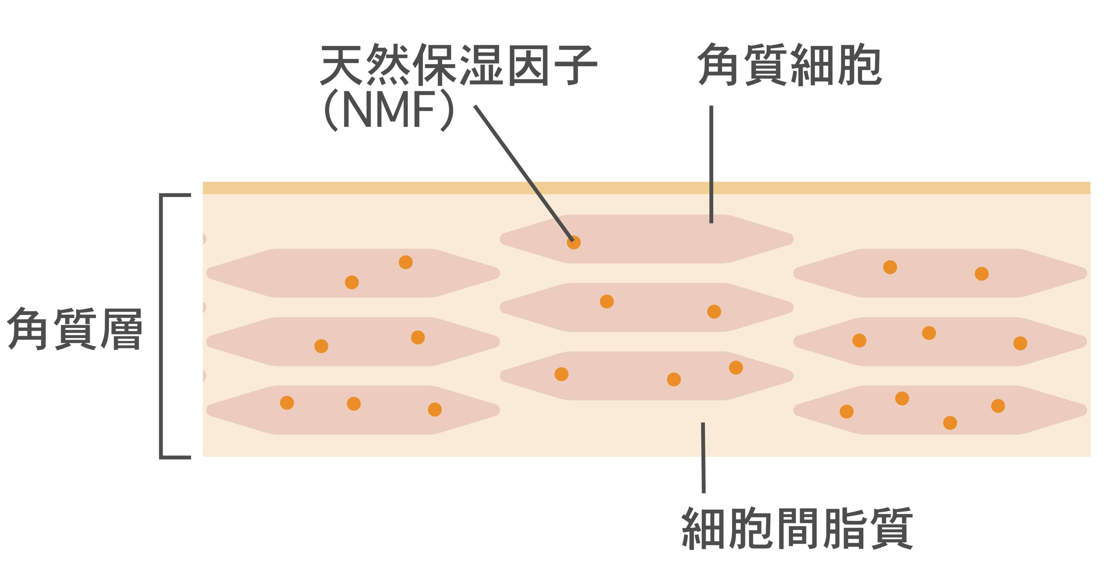 角質層図：天然保湿因子（NMF）細胞間脂質 角質細胞