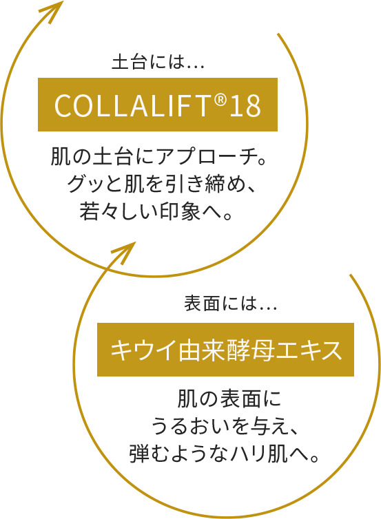 土台にはCOLLALIFT®18　肌の土台にアプローチ。グッと肌を引き締め、若々しい印象へ。　表面にはキウイ由来酵母エキス　肌の表面にうるおいを与え、弾むようなハリ肌へ。