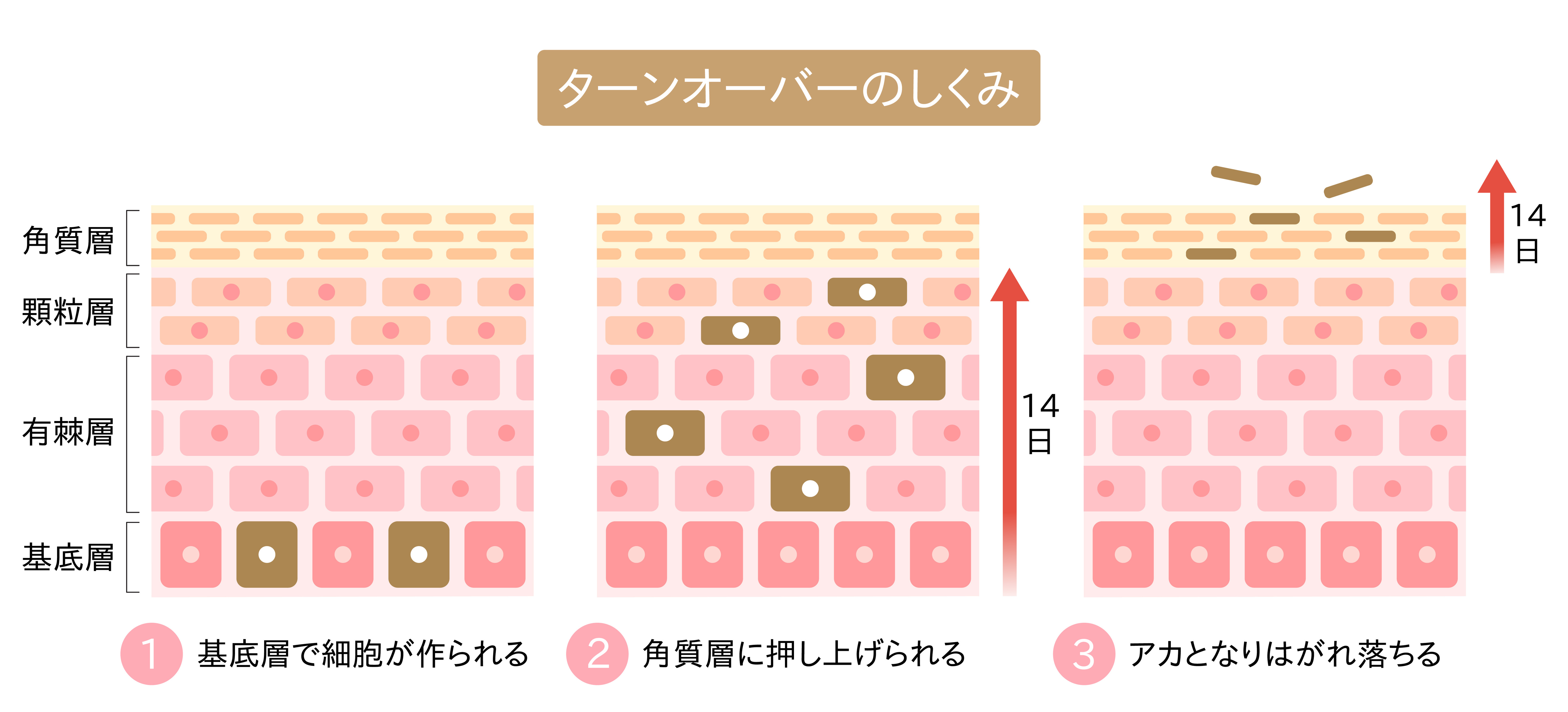 ターンオーバーの仕組み