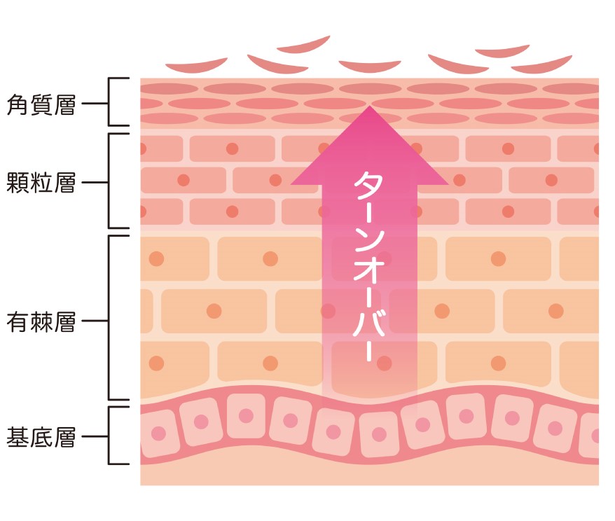 ターンオーバーを促進する角層図