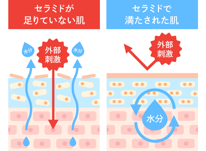 守りの成分 “セラミド”高濃度×高浸透処方 角質層のうるおいを保つ「セラミド」。肌状態や過度な洗顔で洗い流されたりして減少すると肌トラブルの一因に。高濃度配合のセラミドを角層内側まで届けることで肌バリアをサポートし内側までうるおう肌へ