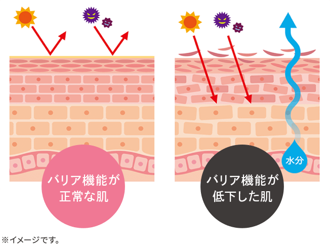 バリア機能が正常な肌と低下した肌のイメージ図