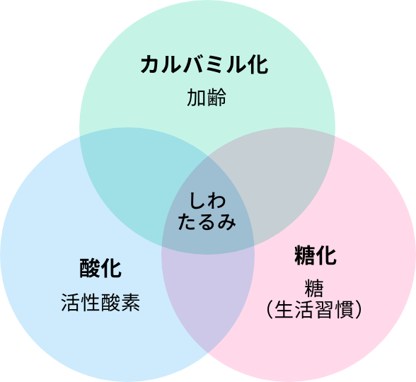 カルバミル化 説明グラフ01