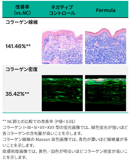 真皮コラーゲン合成促進効果の試験結果