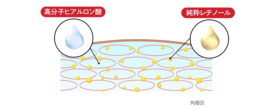 角層図　純粋レチノール　高分子ヒアルロン酸