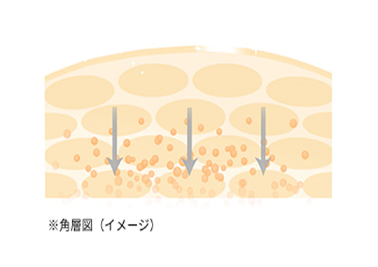 2つの成分を同時に届けるからこそ、 補い合いながら肌をサポート ※角層図（イメージ）