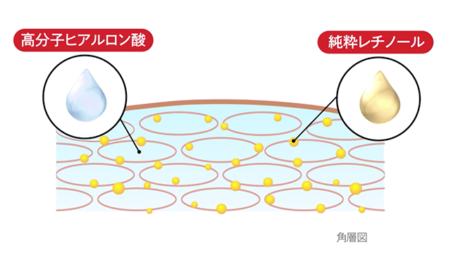 角層図　純粋レチノール　高分子ヒアルロン酸