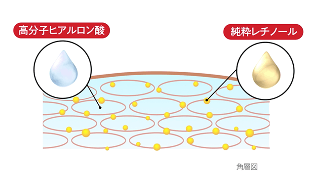 角層図　純粋レチノール　高分子ヒアルロン酸