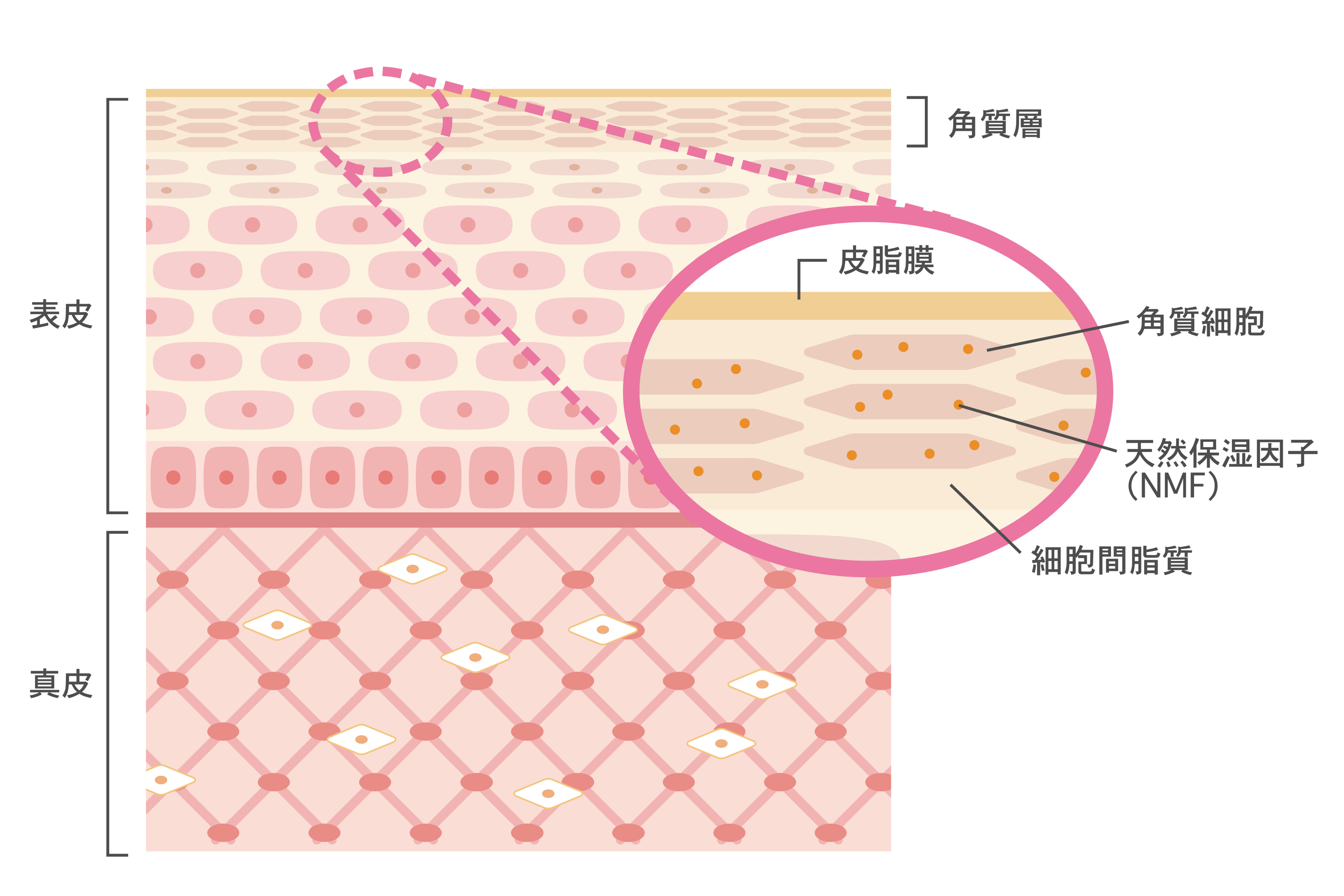 皮膚構造
