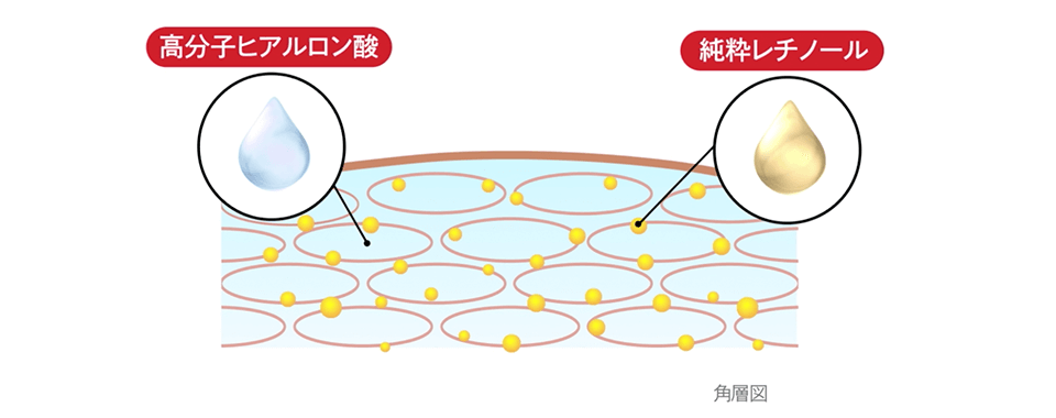 角層図 純粋レチノール 高分子ヒアルロン酸