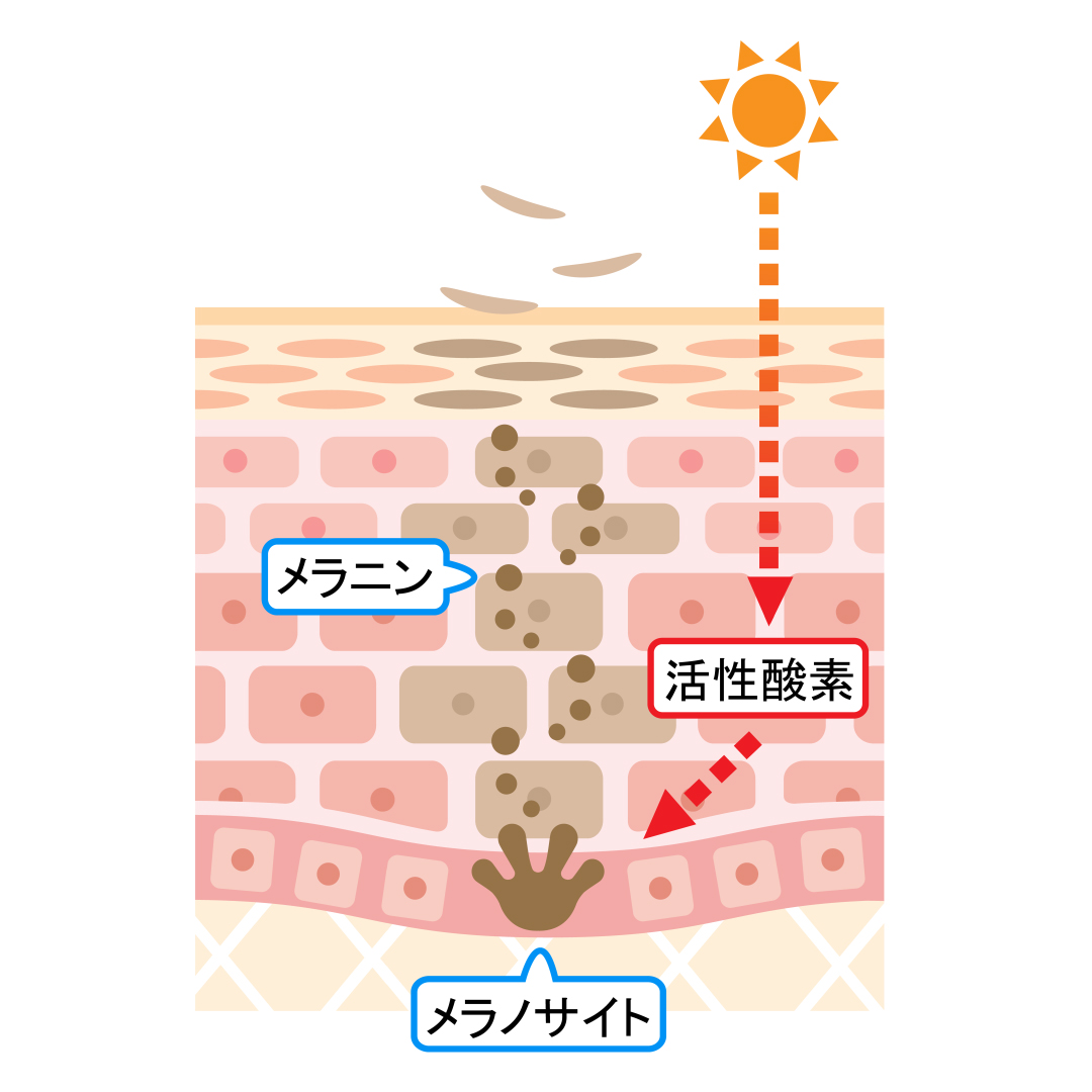活性酸素がメラニンを生成するイメージ角層図