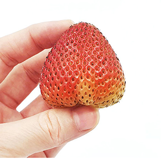 いちご鼻の原因って？正しい黒ずみ毛穴のケア方法をご紹介