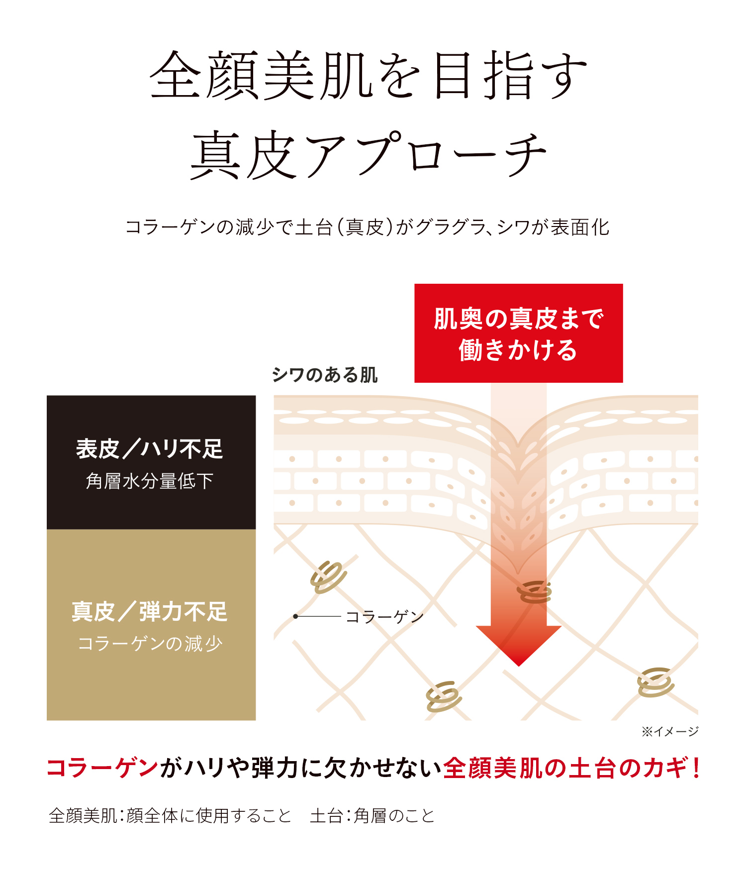 全顔美肌を目指す真皮アプローチ コラーゲンの減少で土台(真皮)がグラグラ、シワが表面化 全顔美肌:顔全体に使用すること 土台:角層のこと コラーゲンがハリや弾力に欠かせない全顔美肌の土台のカギ!