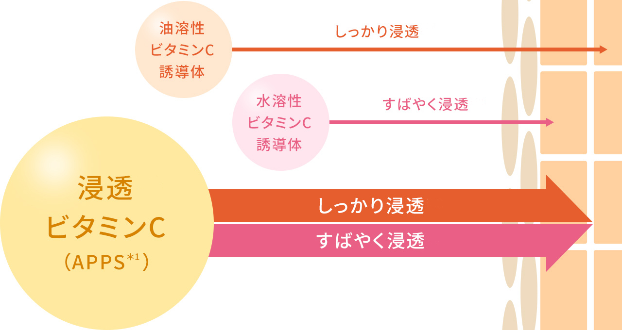 高浸透※2ビタミンC(APPS*1) 油溶性ビタミンC誘導体 水溶性ビタミンC誘導体 しっかり浸透※2 すばやく浸透※2
