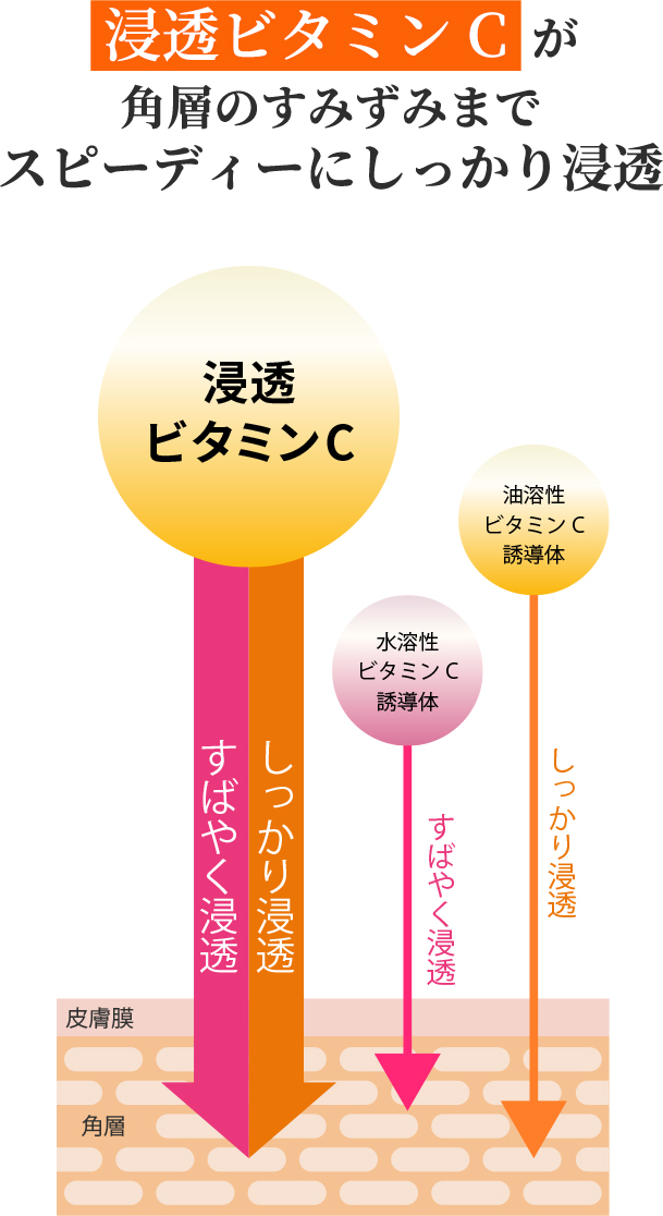 浸透ビタミンCが角層のすみずみまでスピーディーにしっかり浸透