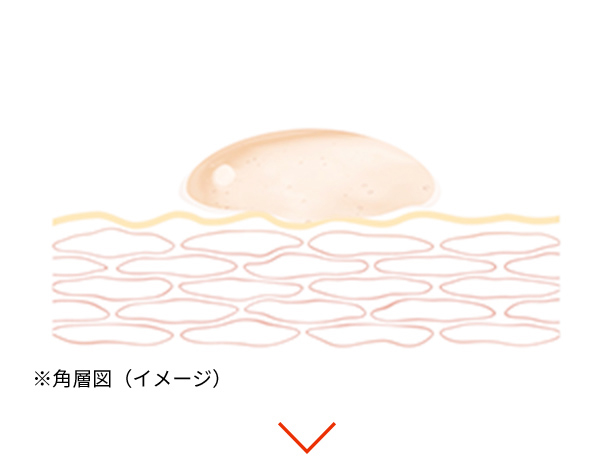 使う直前にシェイクして 毎晩フレッシュな状態で肌へ ※角層図（イメージ）