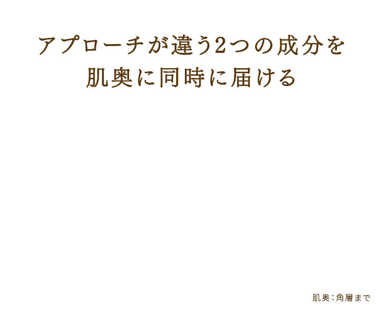 アプローチが違う2つの成分を肌奥に同時に届ける 肌奥:各層まで