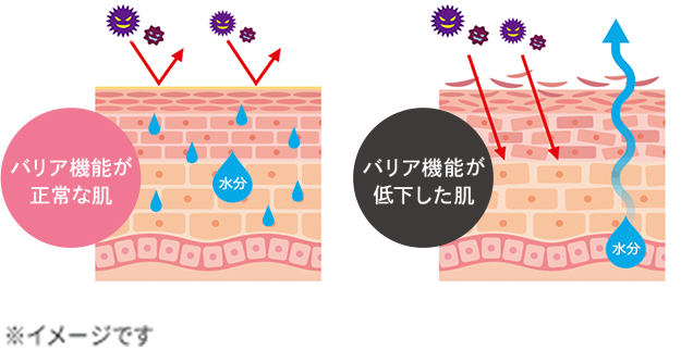 肌本来のバリア機能イメージ図
