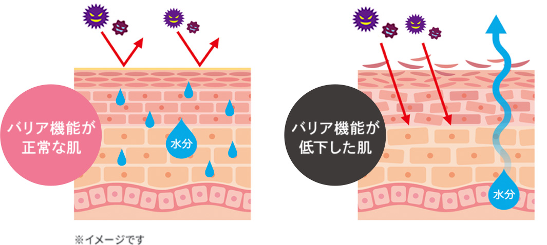 肌本来のバリア機能イメージ図