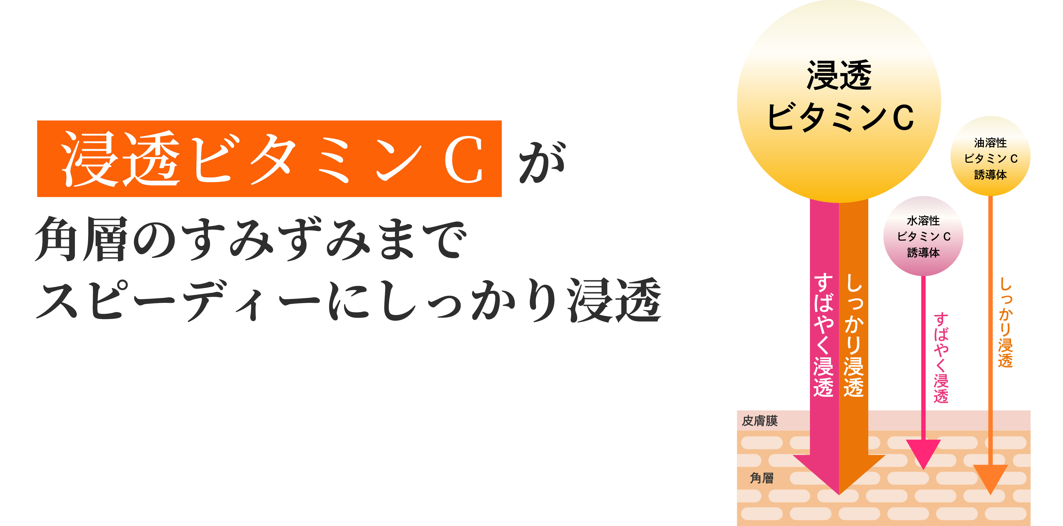 浸透ビタミンCが角層のすみずみまでスピーディーにしっかり浸透