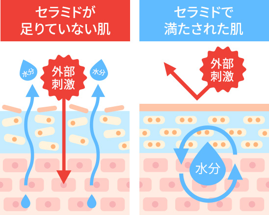 新ダブルリペアセラムの秘密02 守りの成分”セラミド”高濃度x高浸透処方 角質層のうるおいを保つ細胞間脂質の半分を占める「セラミド」。肌状態や過度な洗顔で洗い流されたりして減少すると肌トラブルの一因に。高濃度配合のセラミドを角層内側まで届けることで肌バリアをサポートし内側までうるおう肌へ
