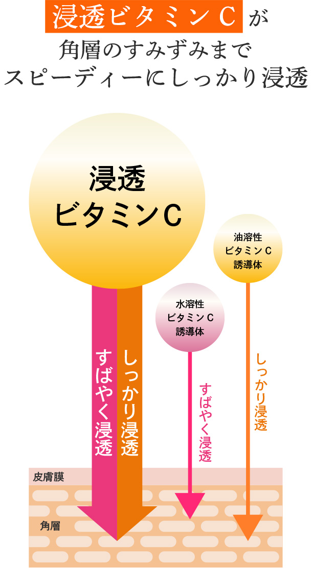 浸透ビタミンCが角層のすみずみまでスピーディーにしっかり浸透