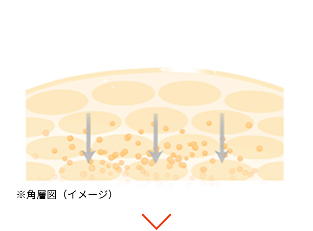 2つの成分を同時に届けるからこそ、 補い合いながら肌をサポート ※角層図（イメージ）