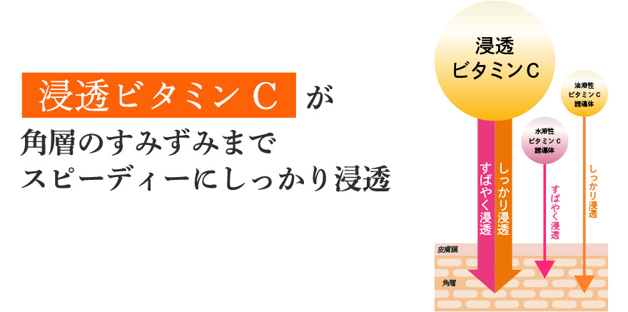 浸透ビタミンCが角層のすみずみまでスピーディーにしっかり浸透